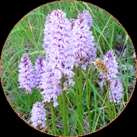 Common spotted orchid